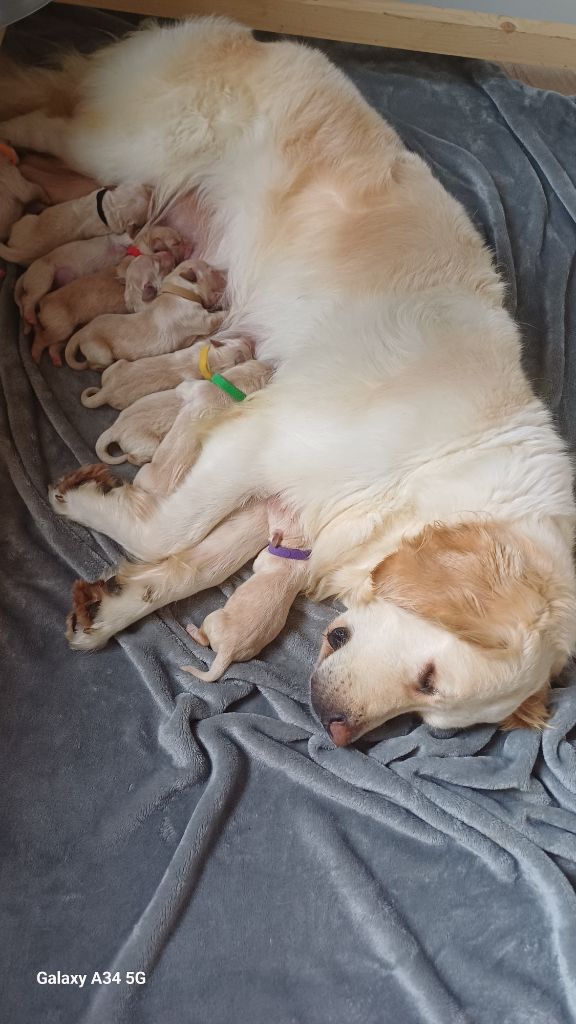 chiot Golden Retriever De Letshan