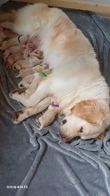 De Letshan - Golden Retriever - Portée née le 31/08/2024