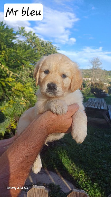 CHIOT collier bleu