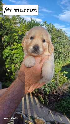 CHIOT collier Marron