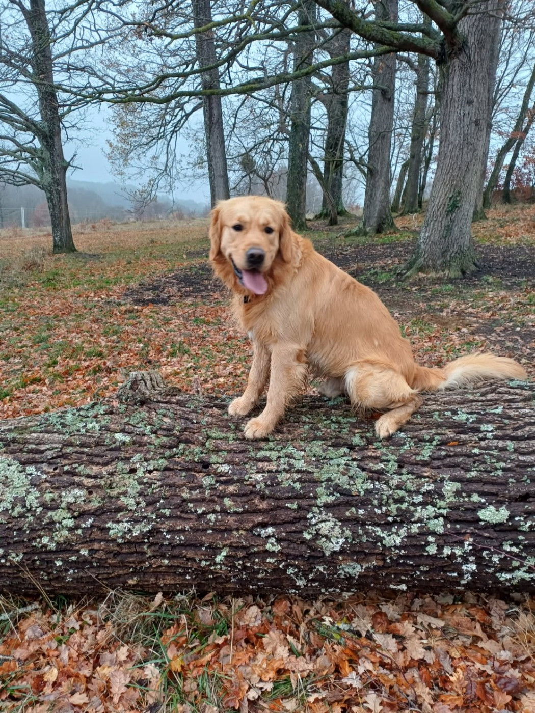 Usko de la tribu de cookenjab 