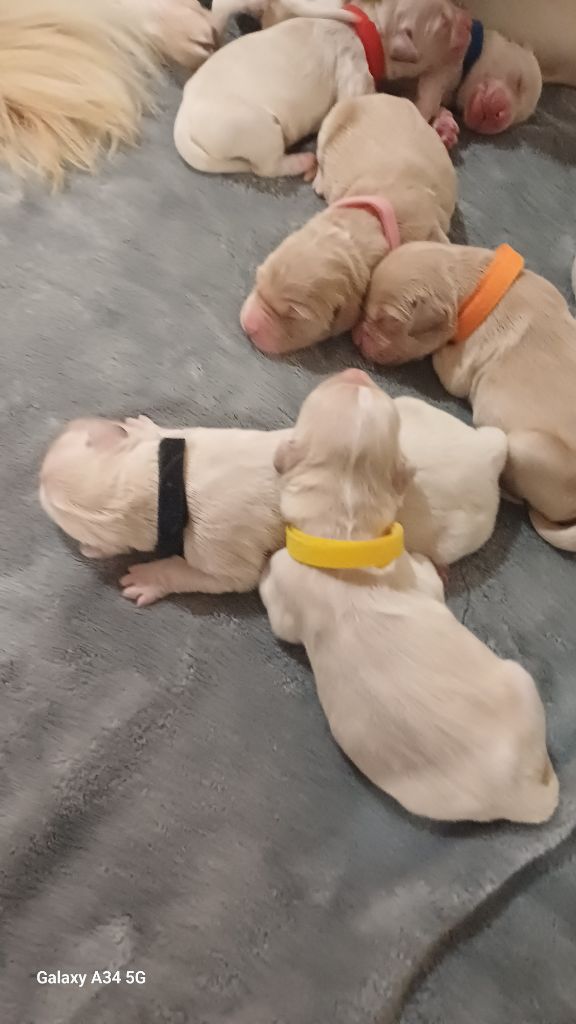 De Letshan - Chiots disponibles - Golden Retriever