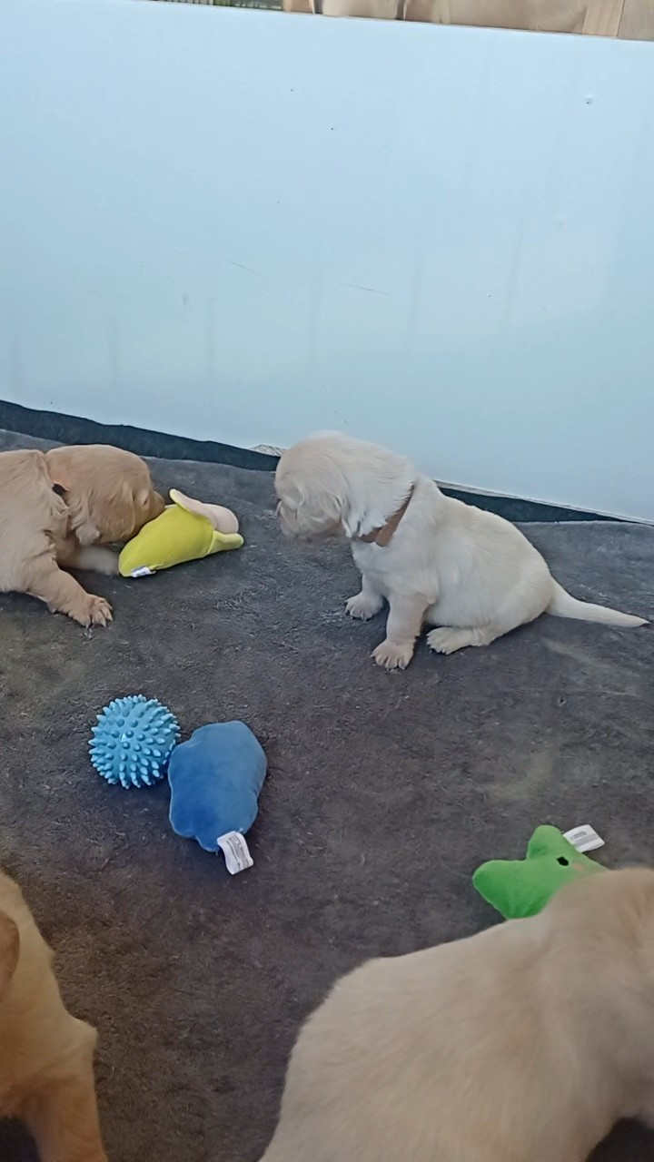 De Letshan - Chiots disponibles - Golden Retriever