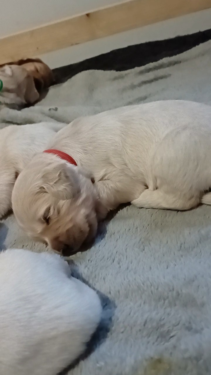 De Letshan - Chiots disponibles - Golden Retriever