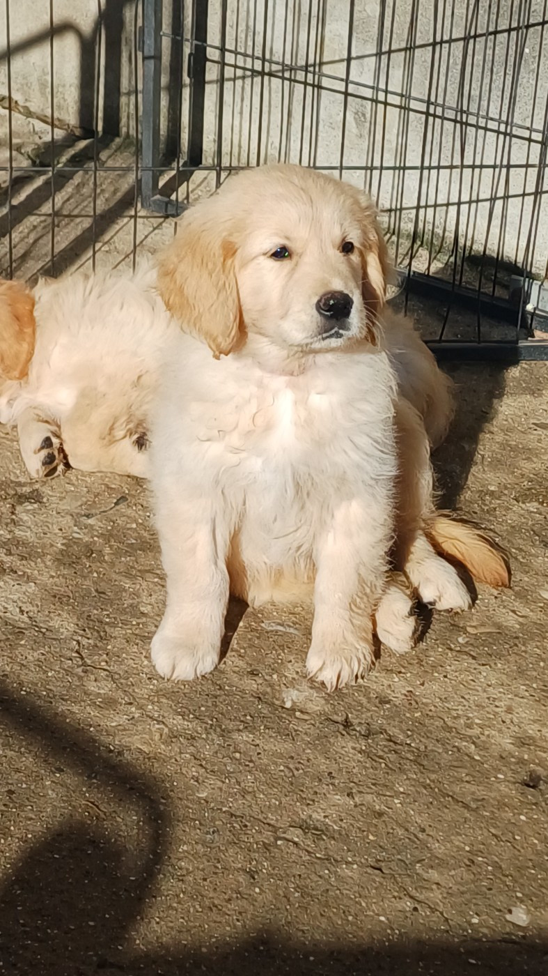 De Letshan - Chiots disponibles - Golden Retriever