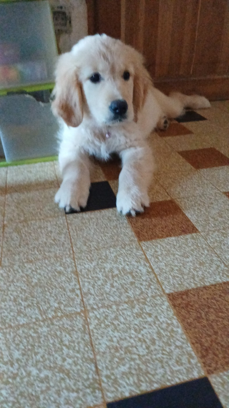 De Letshan - Chiots disponibles - Golden Retriever
