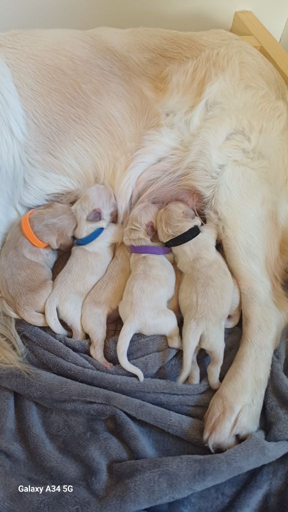 De Letshan - Chiots disponibles - Golden Retriever