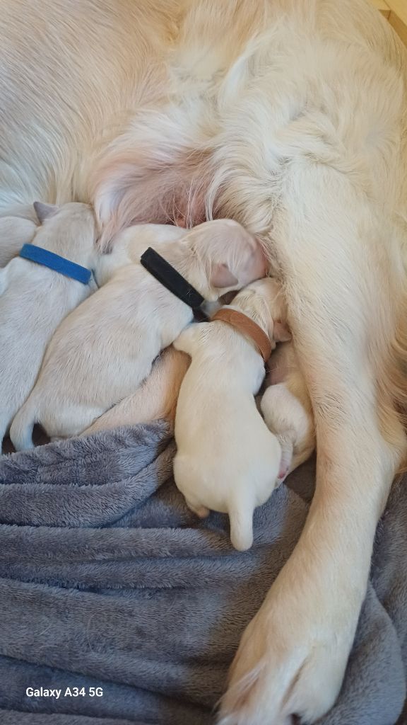 De Letshan - Chiots disponibles - Golden Retriever