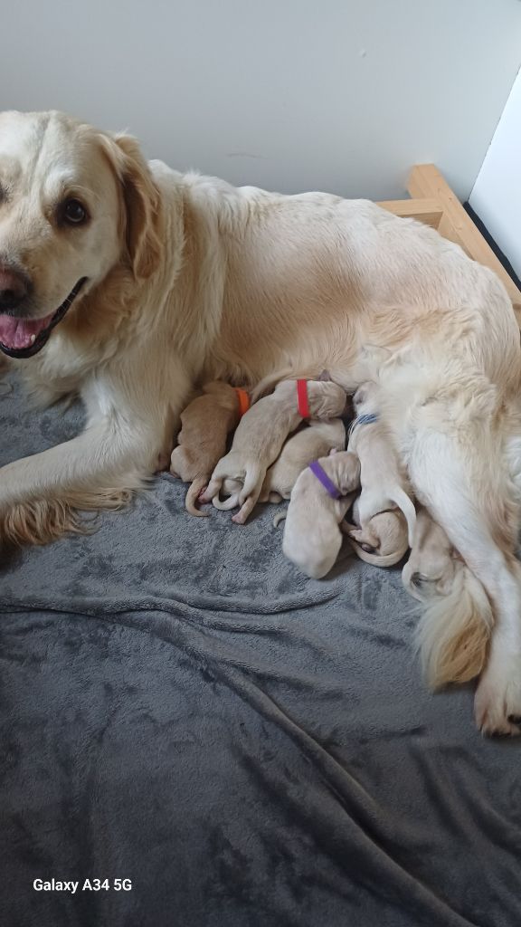 De Letshan - Golden Retriever - Portée née le 21/11/2025