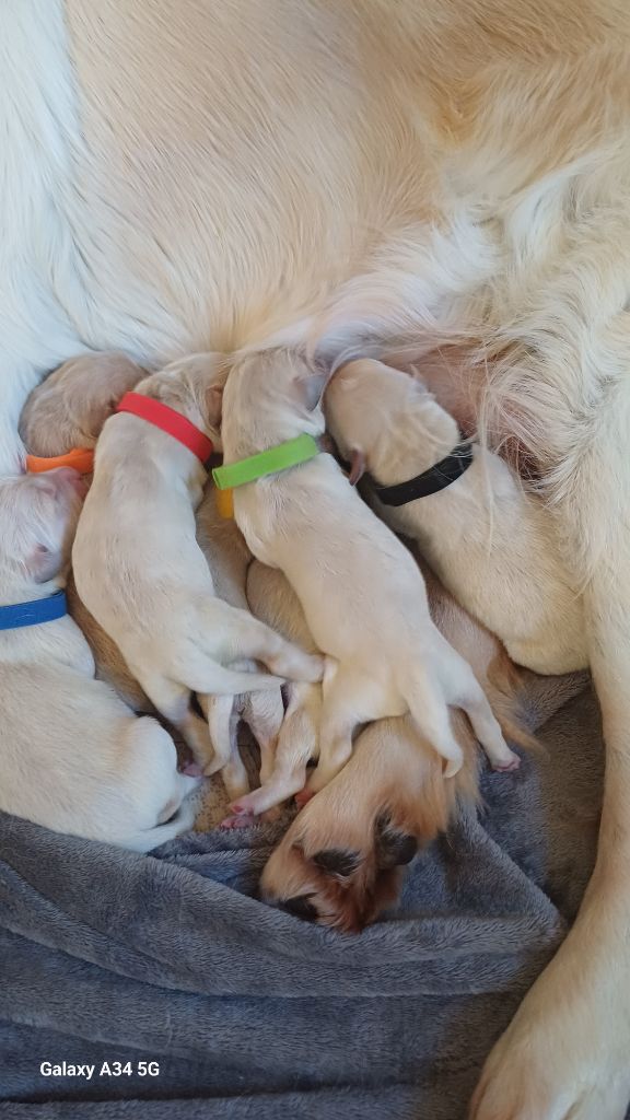 De Letshan - Chiots disponibles - Golden Retriever