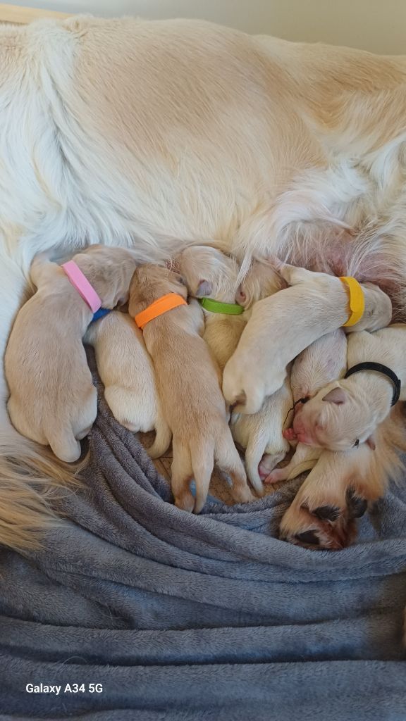 De Letshan - Chiots disponibles - Golden Retriever