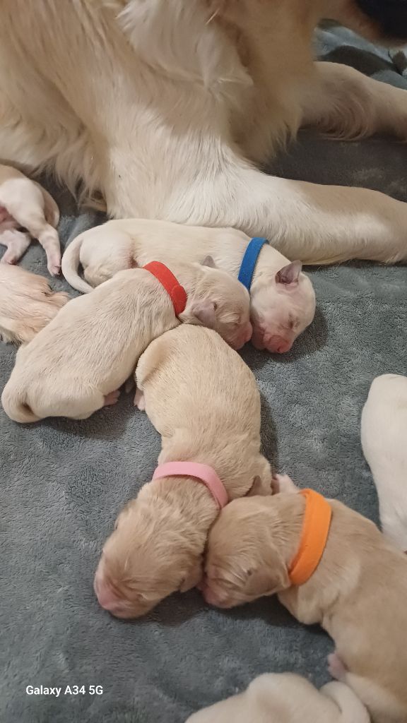 De Letshan - Chiots disponibles - Golden Retriever