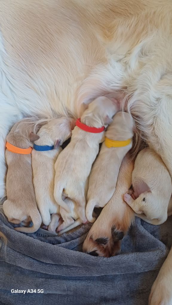 De Letshan - Chiots disponibles - Golden Retriever